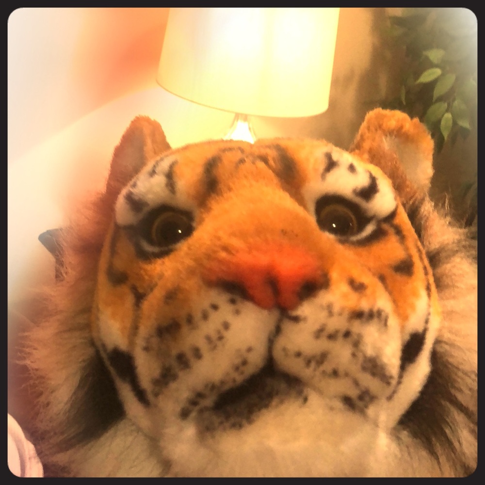 a big cat
